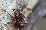 beetle unidentified41 