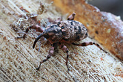 beetle unidentified41 