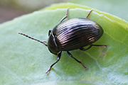 beetle unidentified43 