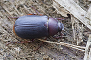 beetle unidentified44 