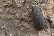 beetle unidentified45 