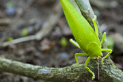 grasshopper unidentified32 