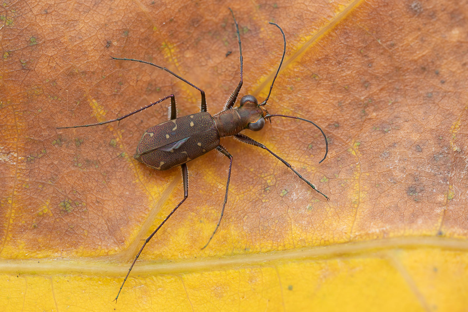 Cicindela unknown09 