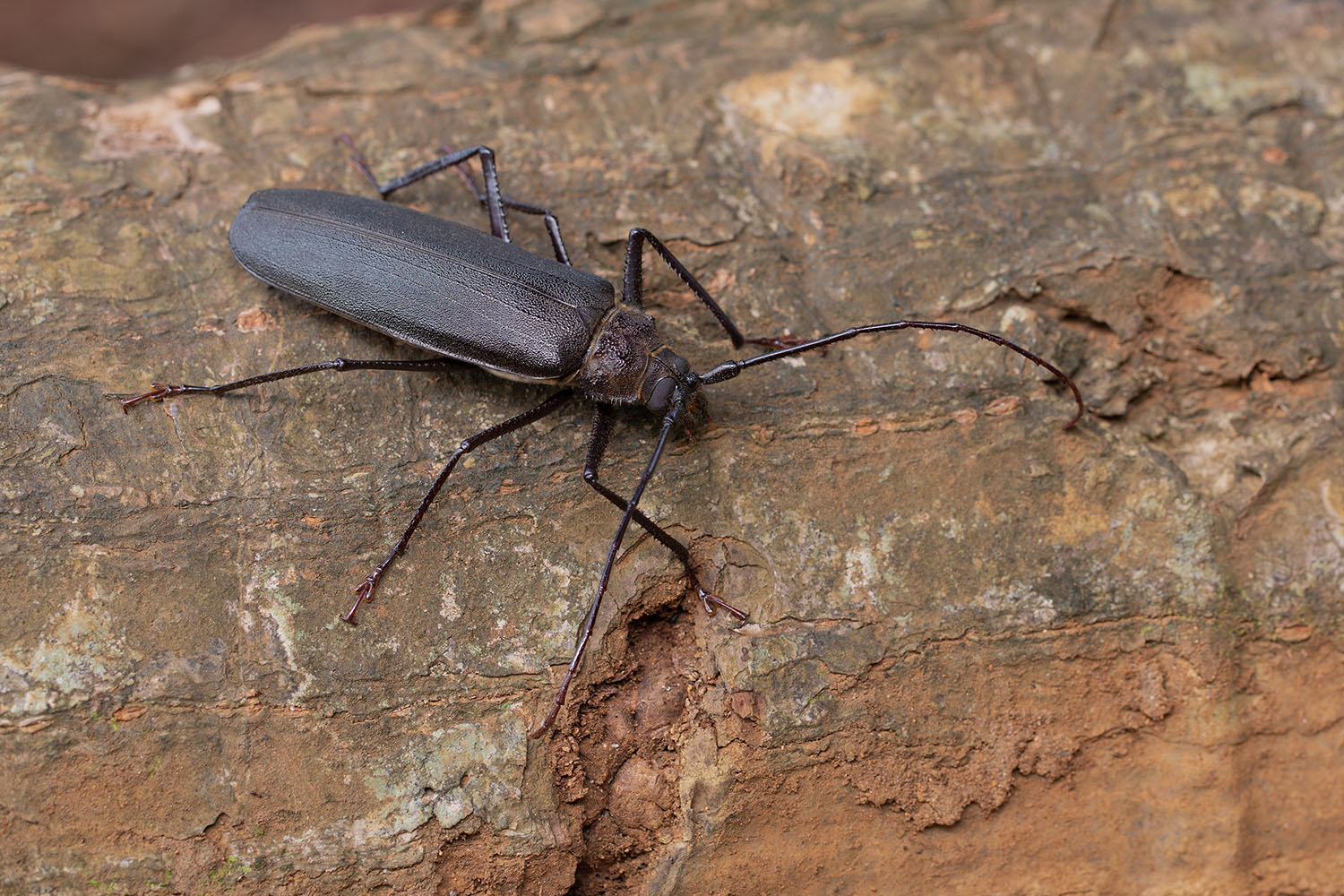 Macrotoma hayesii 