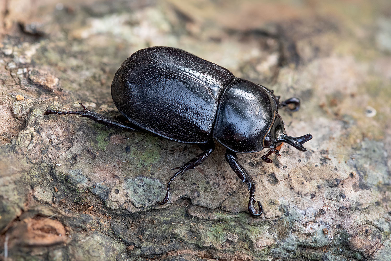 beetle unidentified70 