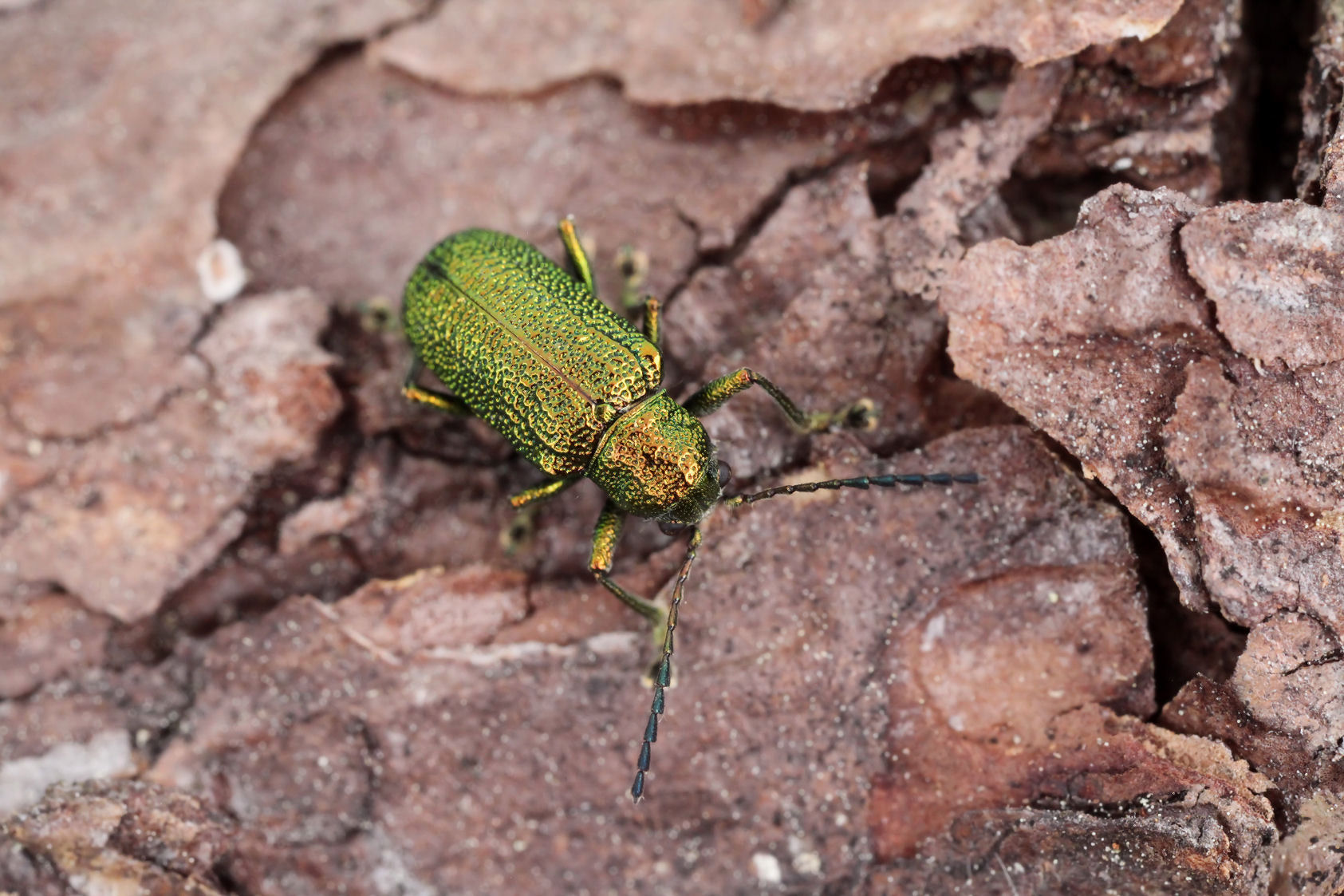 beetle unidentified04