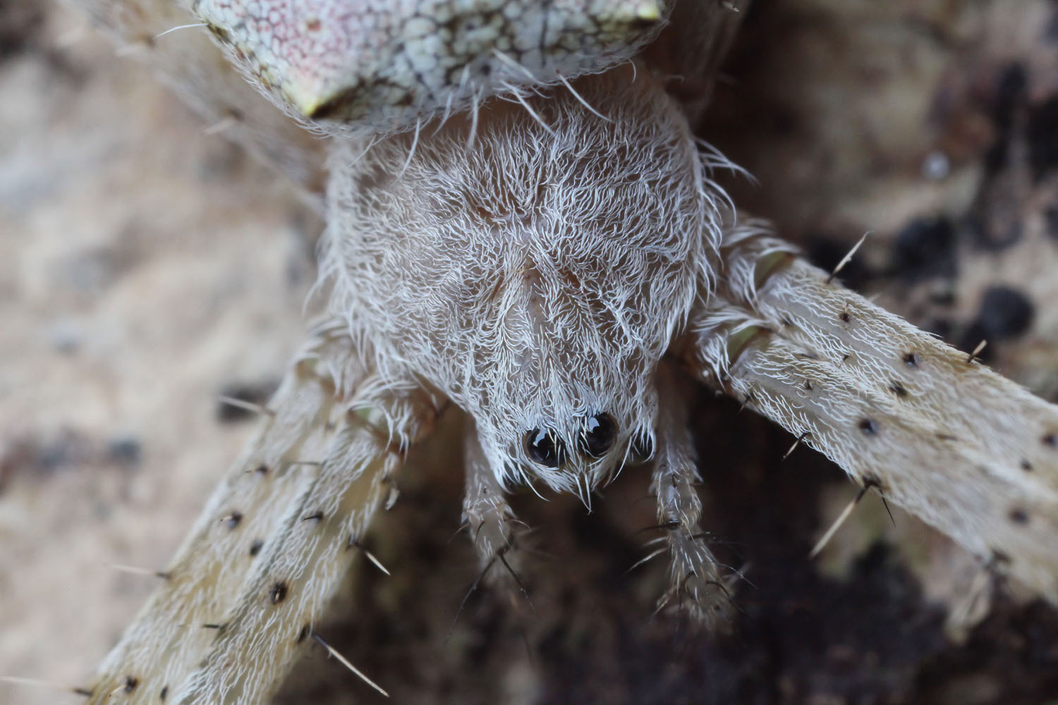 Argiope hoiseni 