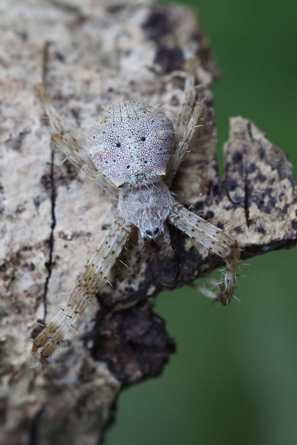 Argiope hoiseni 