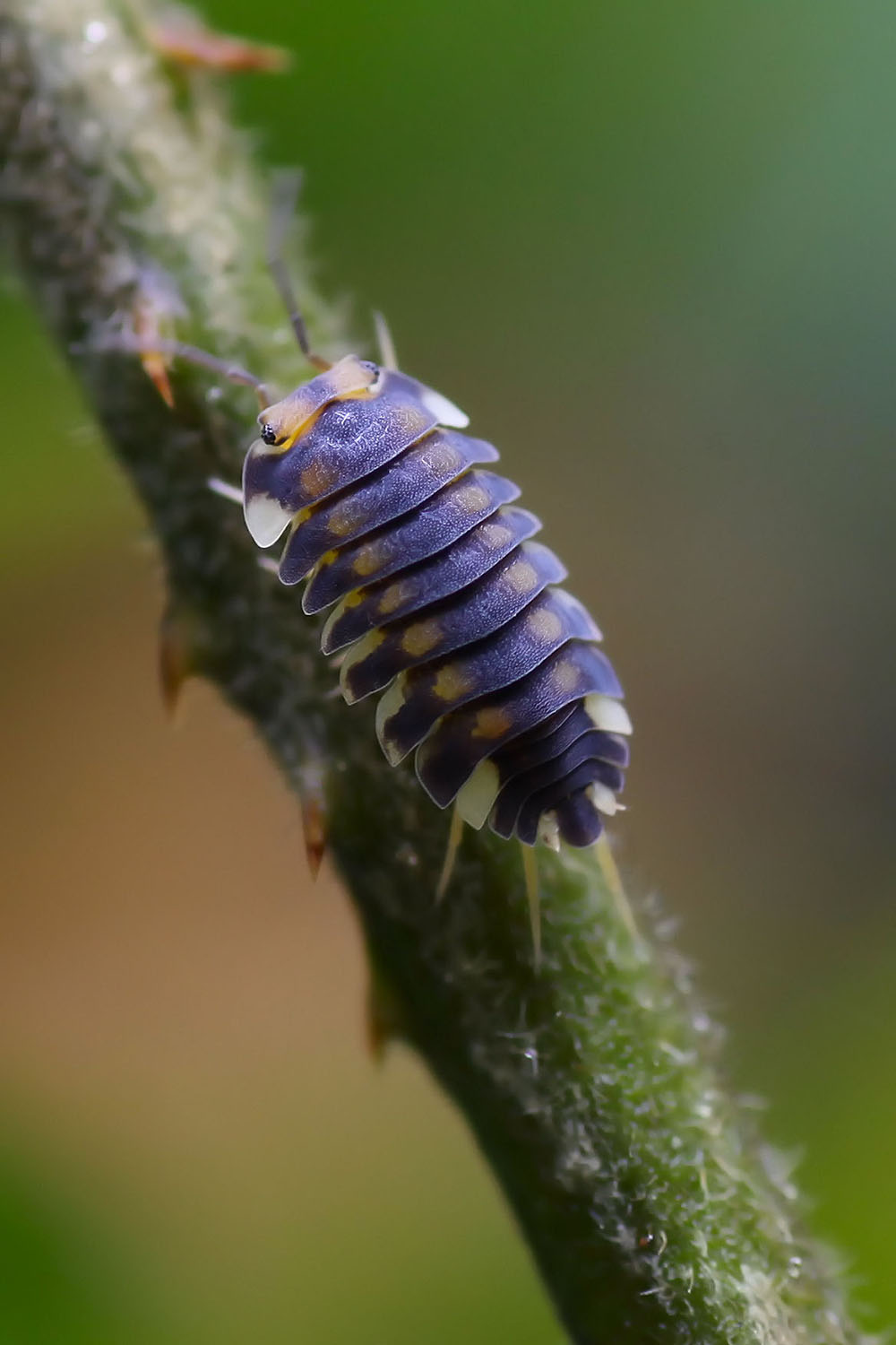 Armadillidae sp01 