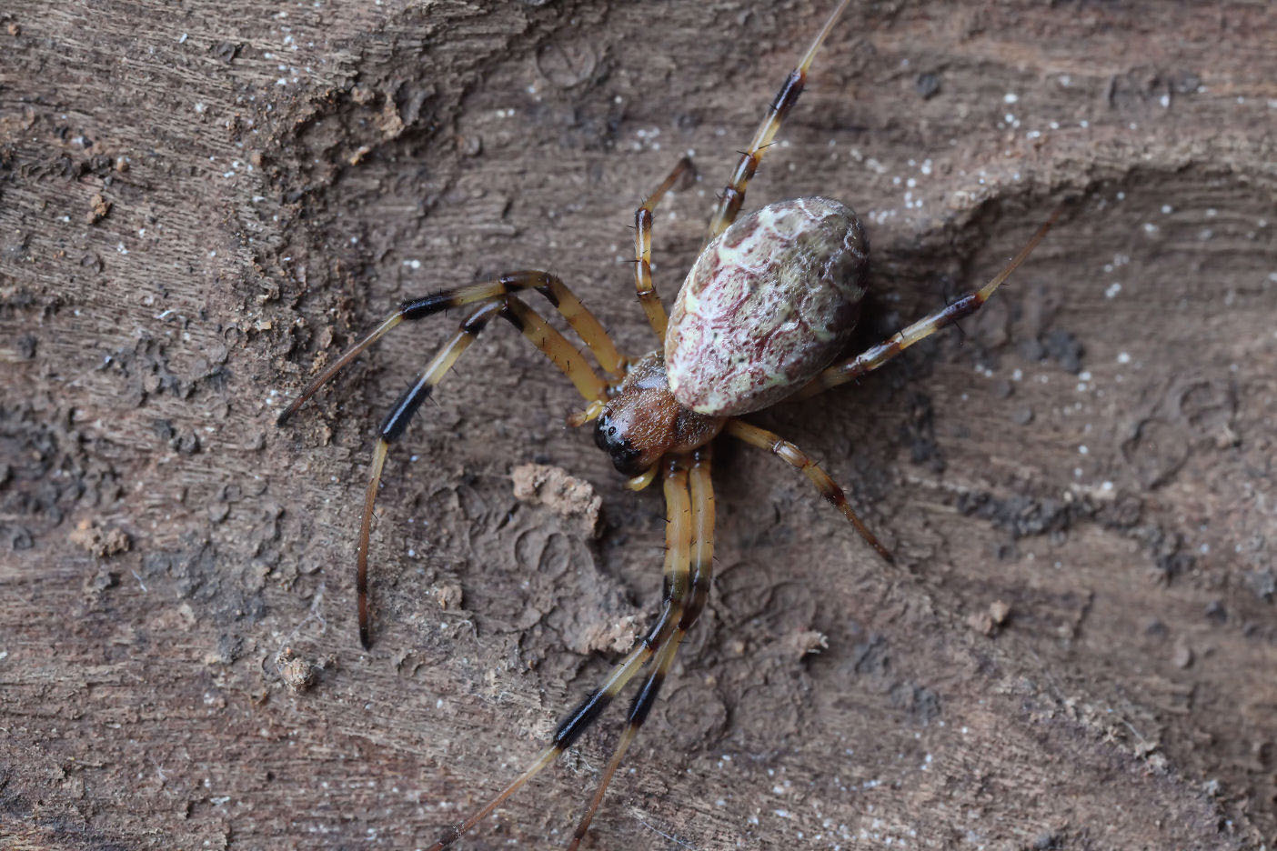 Nephilengys malabarensis 