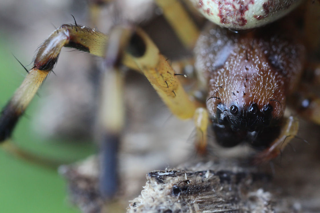 Nephilengys malabarensis 