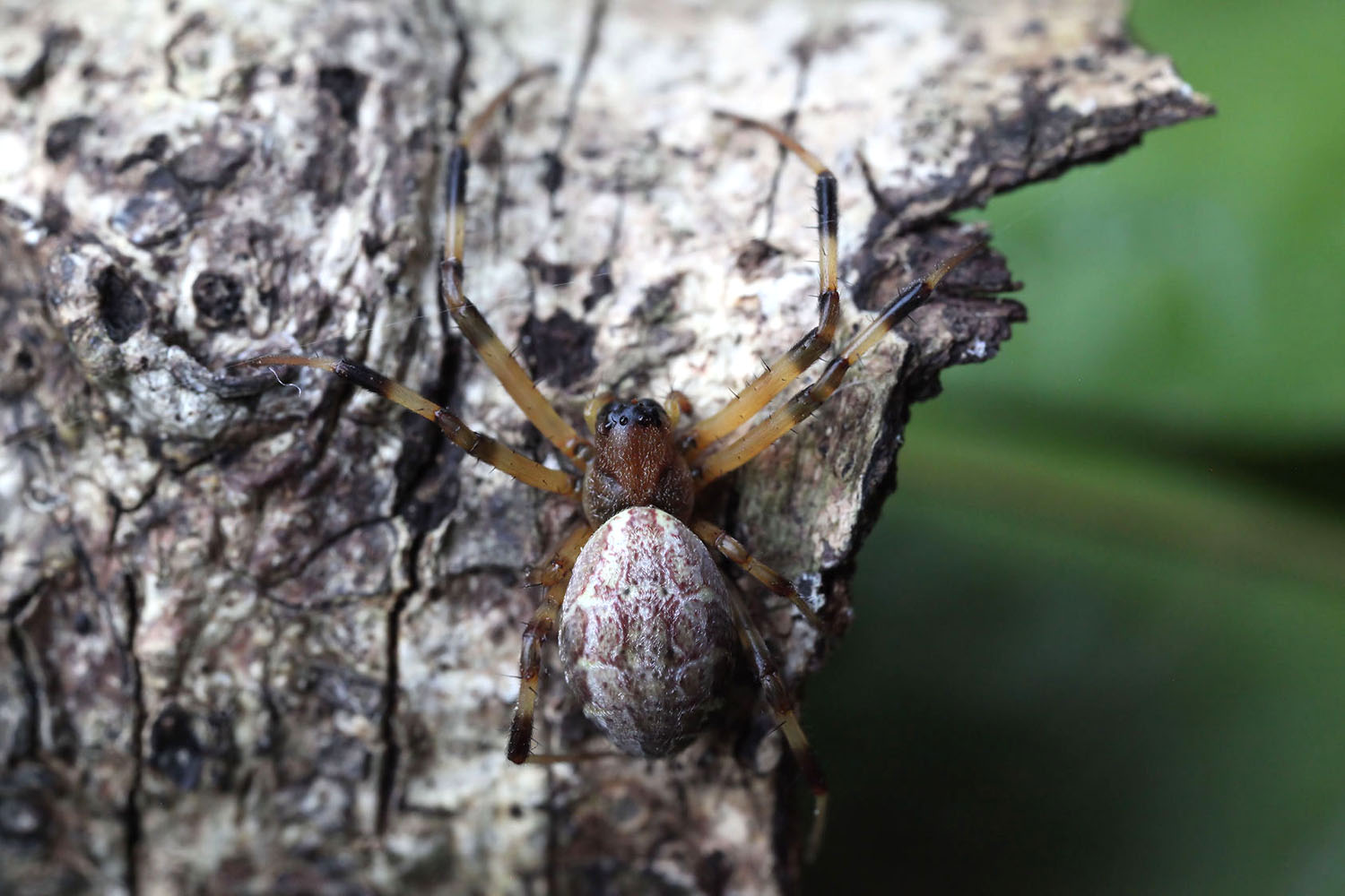 Nephilengys malabarensis 