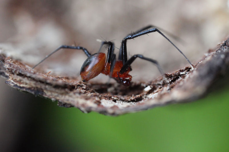 Nephilengys malabarensis 