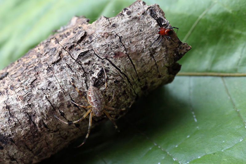 Nephilengys malabarensis 