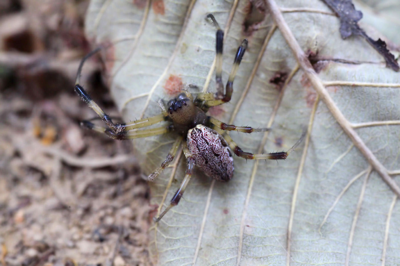 Nephilengys malabarensis 