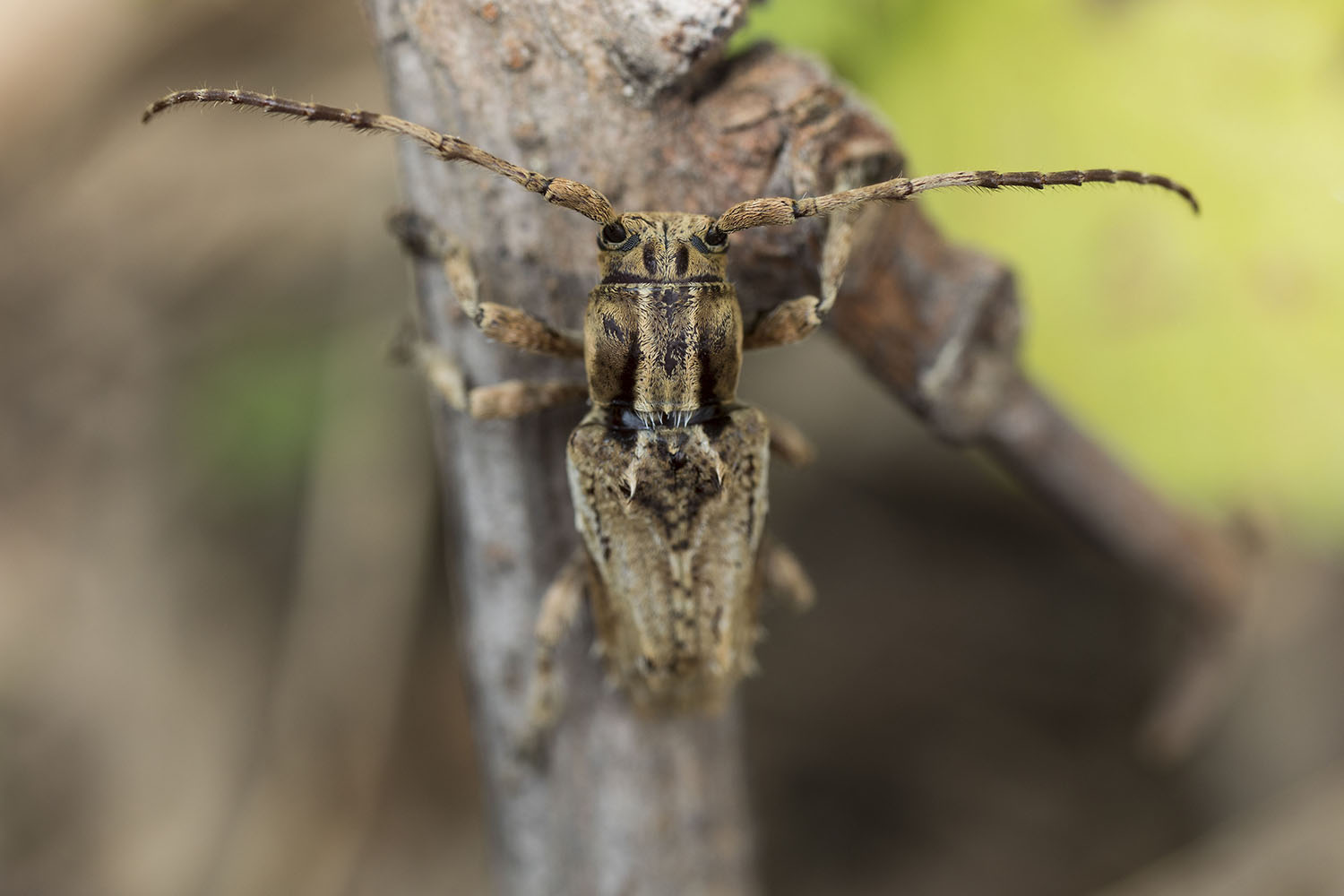 Pterolophia sp01 