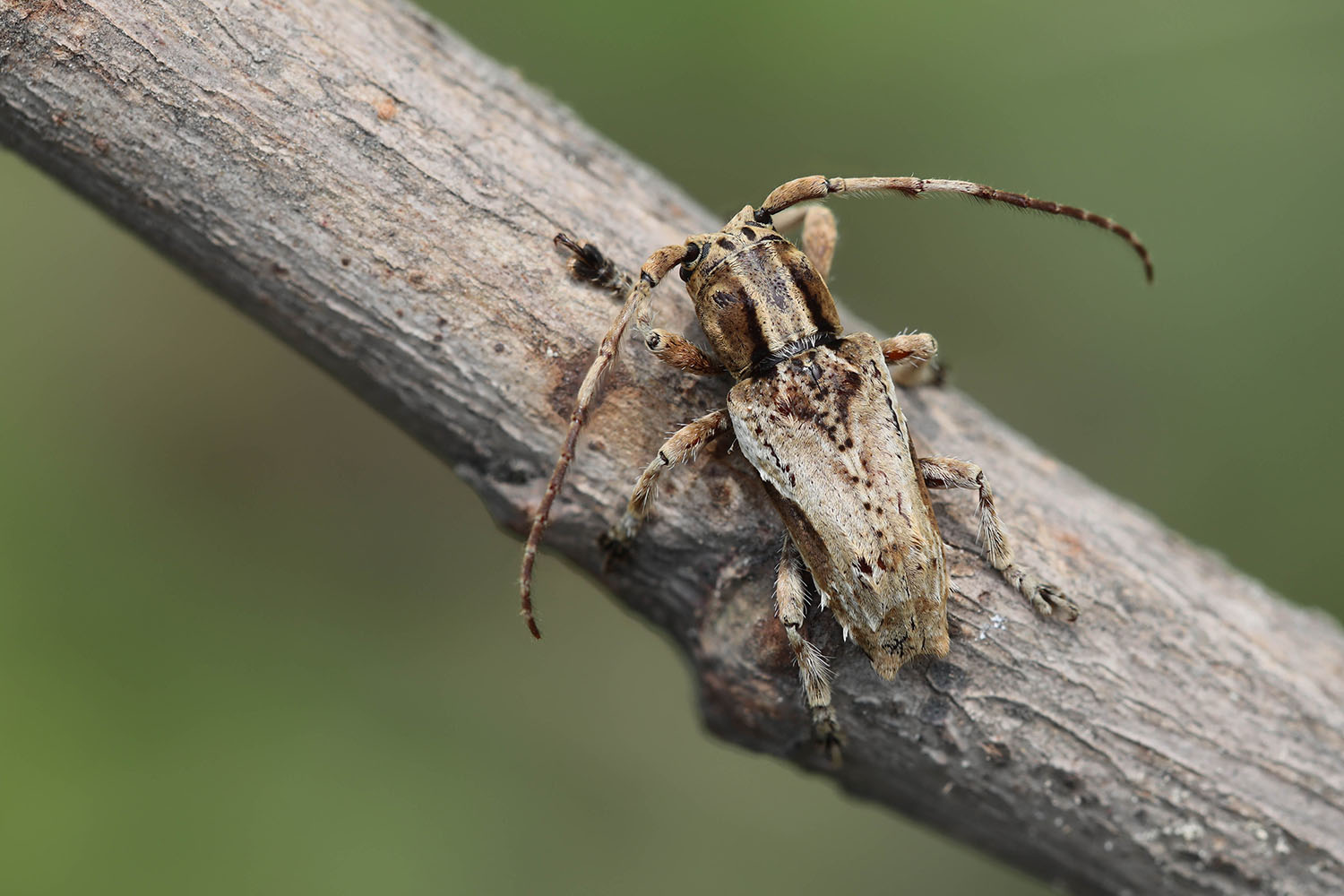 Pterolophia sp01 