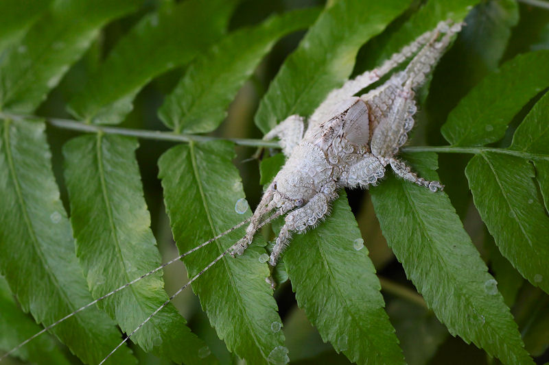 Sathrophyllia sp01 