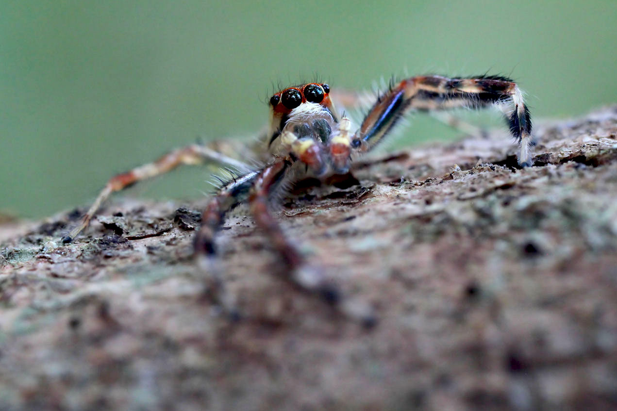 Telamonia dimidiata 