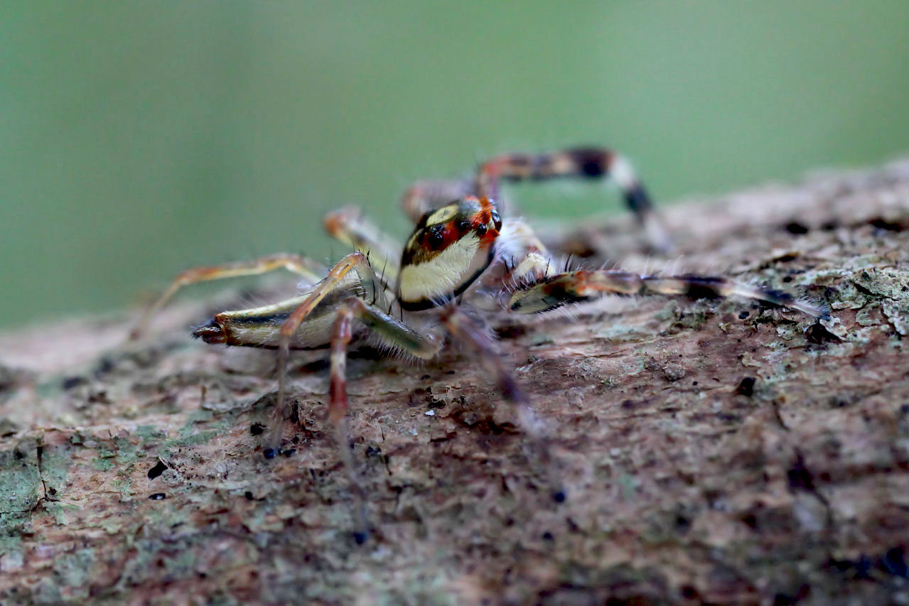 Telamonia dimidiata 