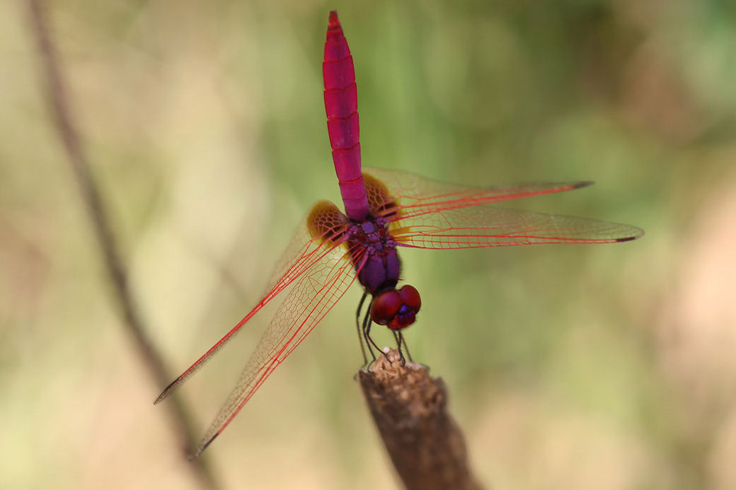 Trithemis aurora 