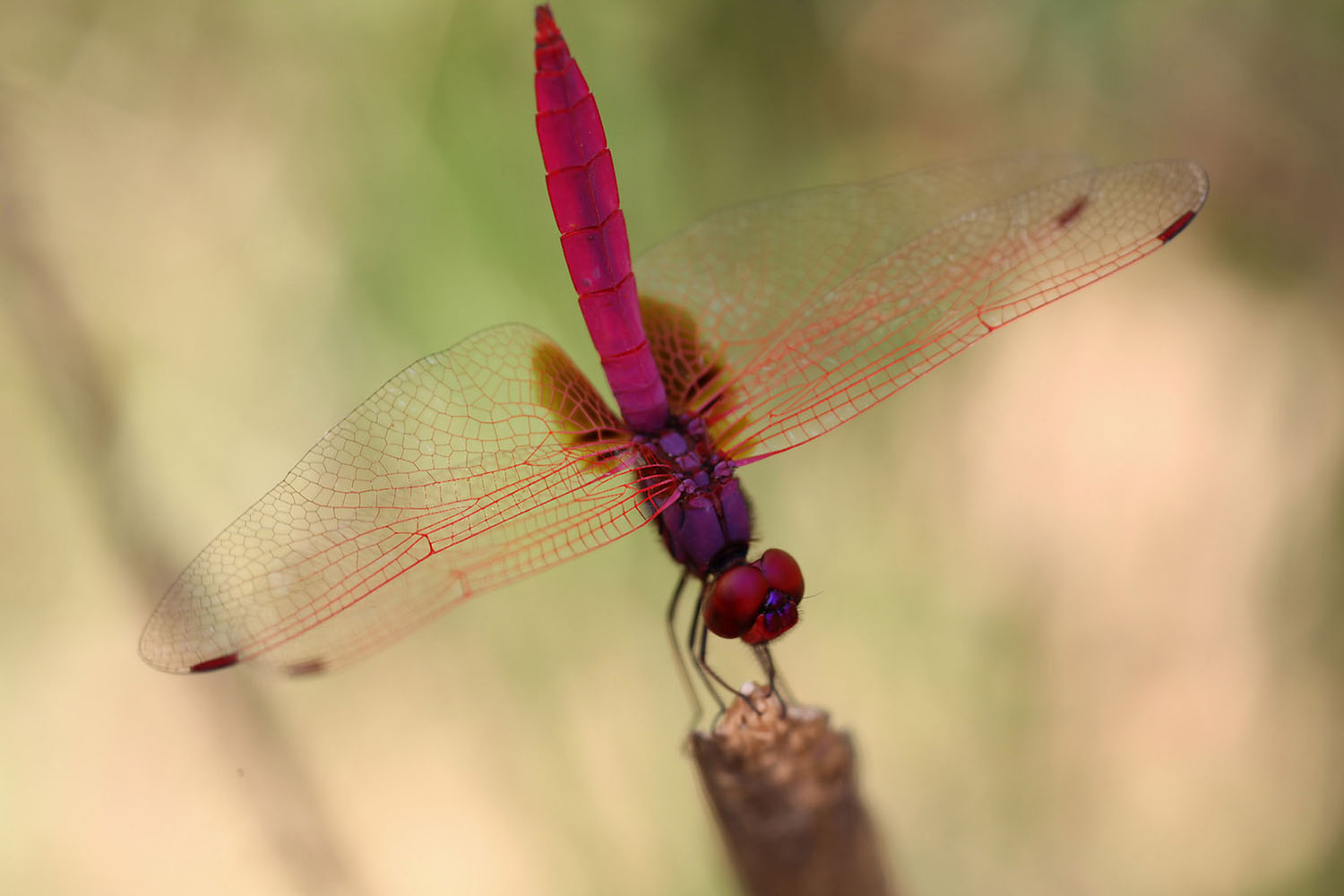 Trithemis aurora 