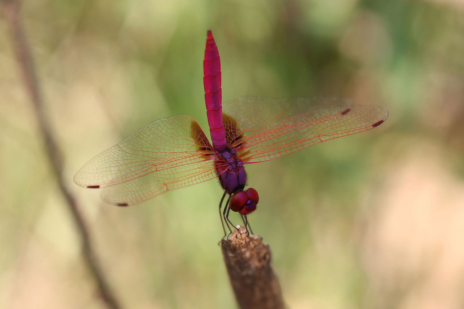 Trithemis aurora 