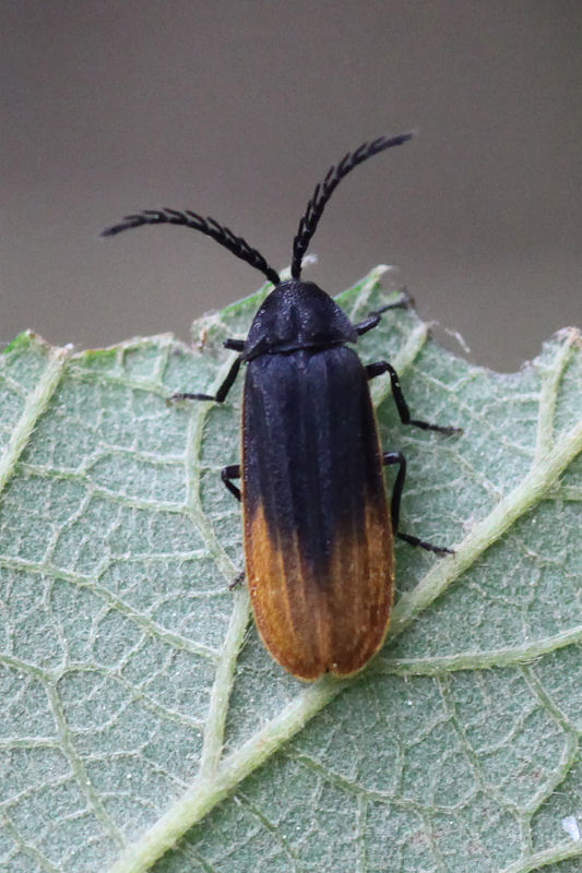 beetle unidentified03 