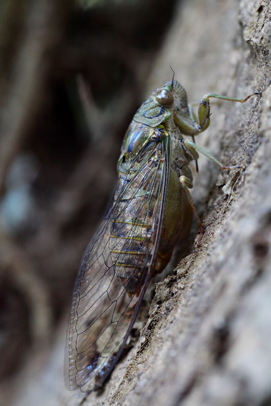cicada unidentified01 