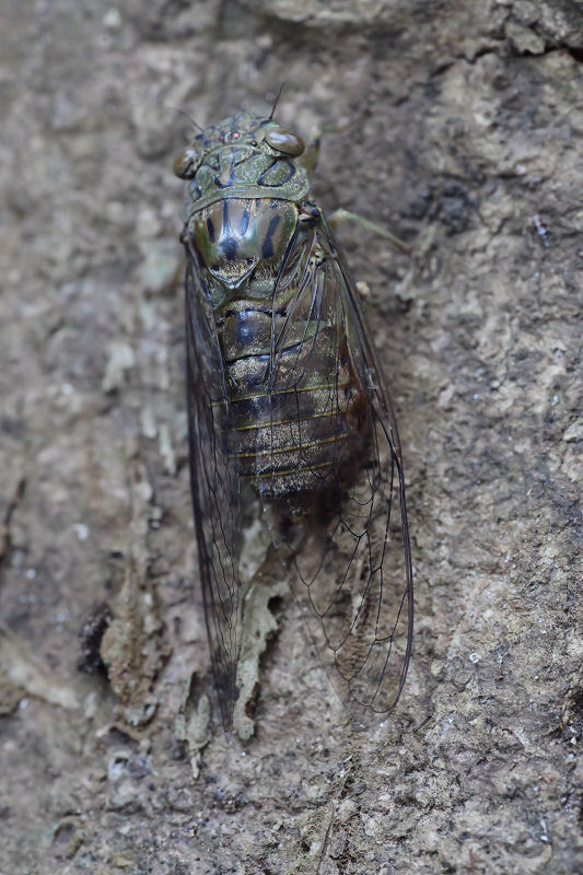cicada unidentified01 