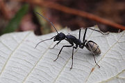 ant unidentified01 