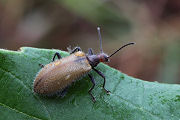 beetle unidentified02 