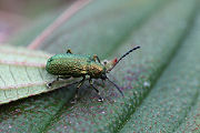 beetle unidentified04 