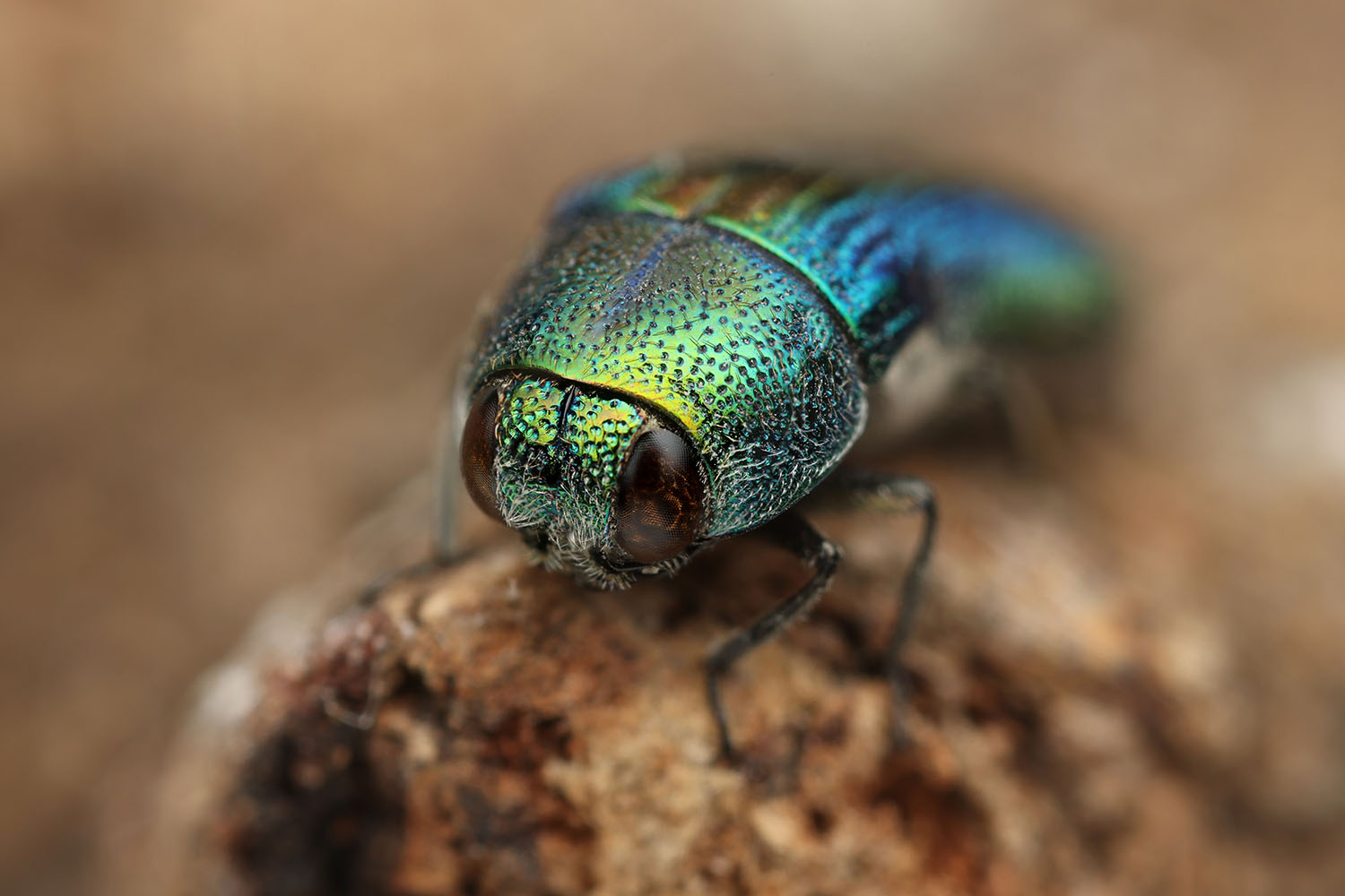 Acmaeodera franchettii 