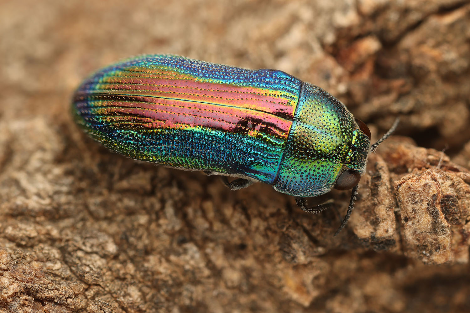 Acmaeodera franchettii 