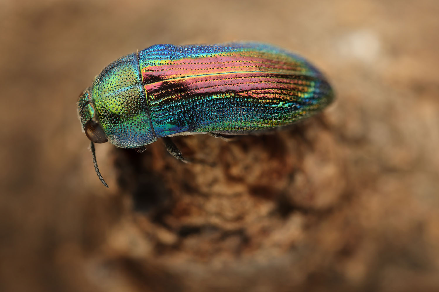 Acmaeodera franchettii 