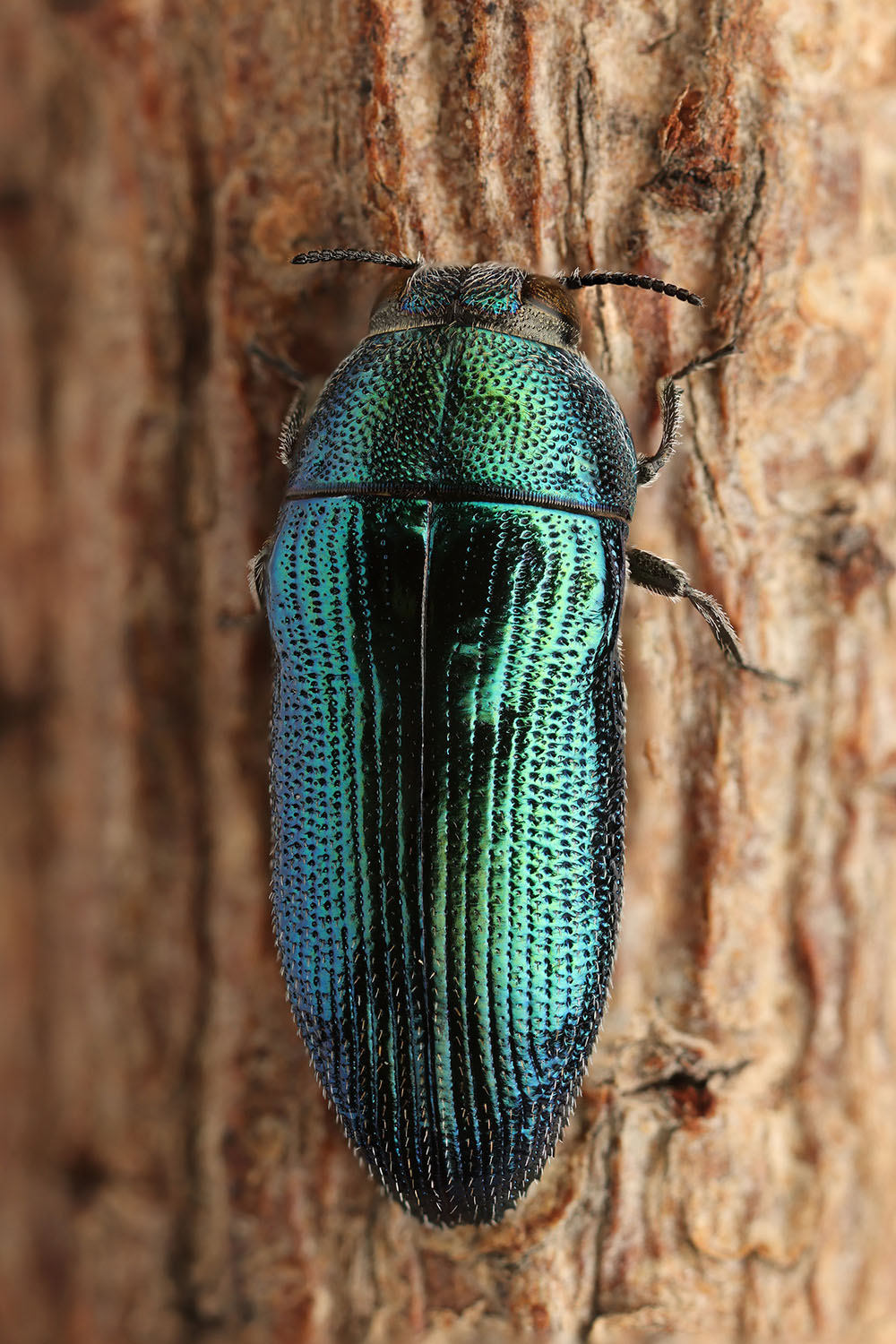 Acmaeodera polita 