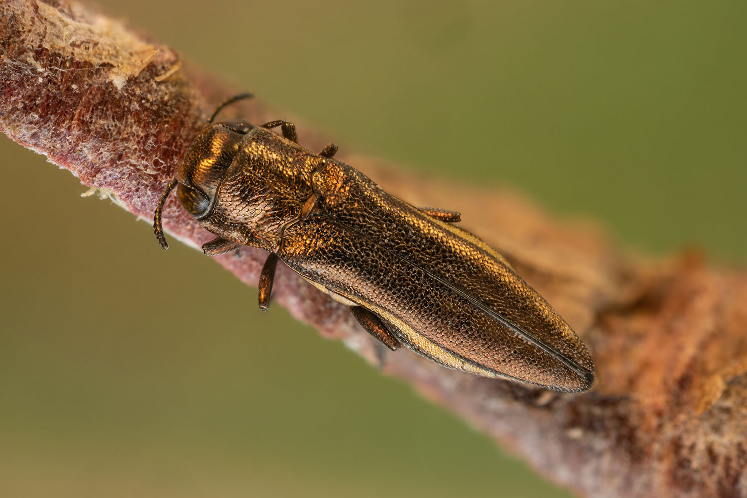 Agrilus sp01 