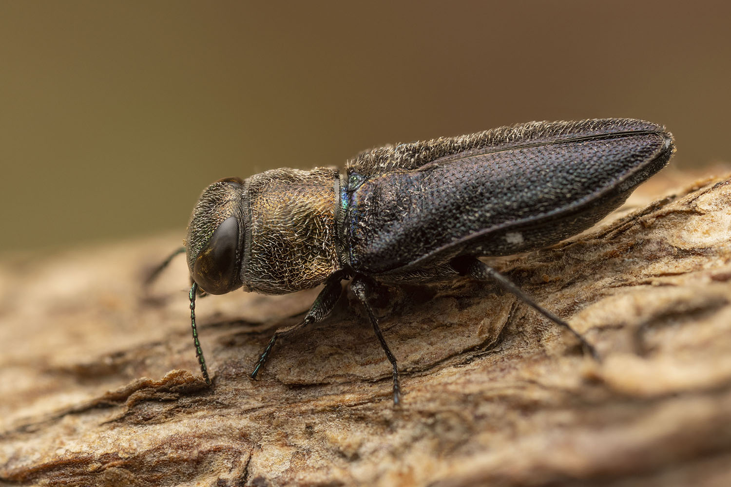 Anthaxia depresicollis 