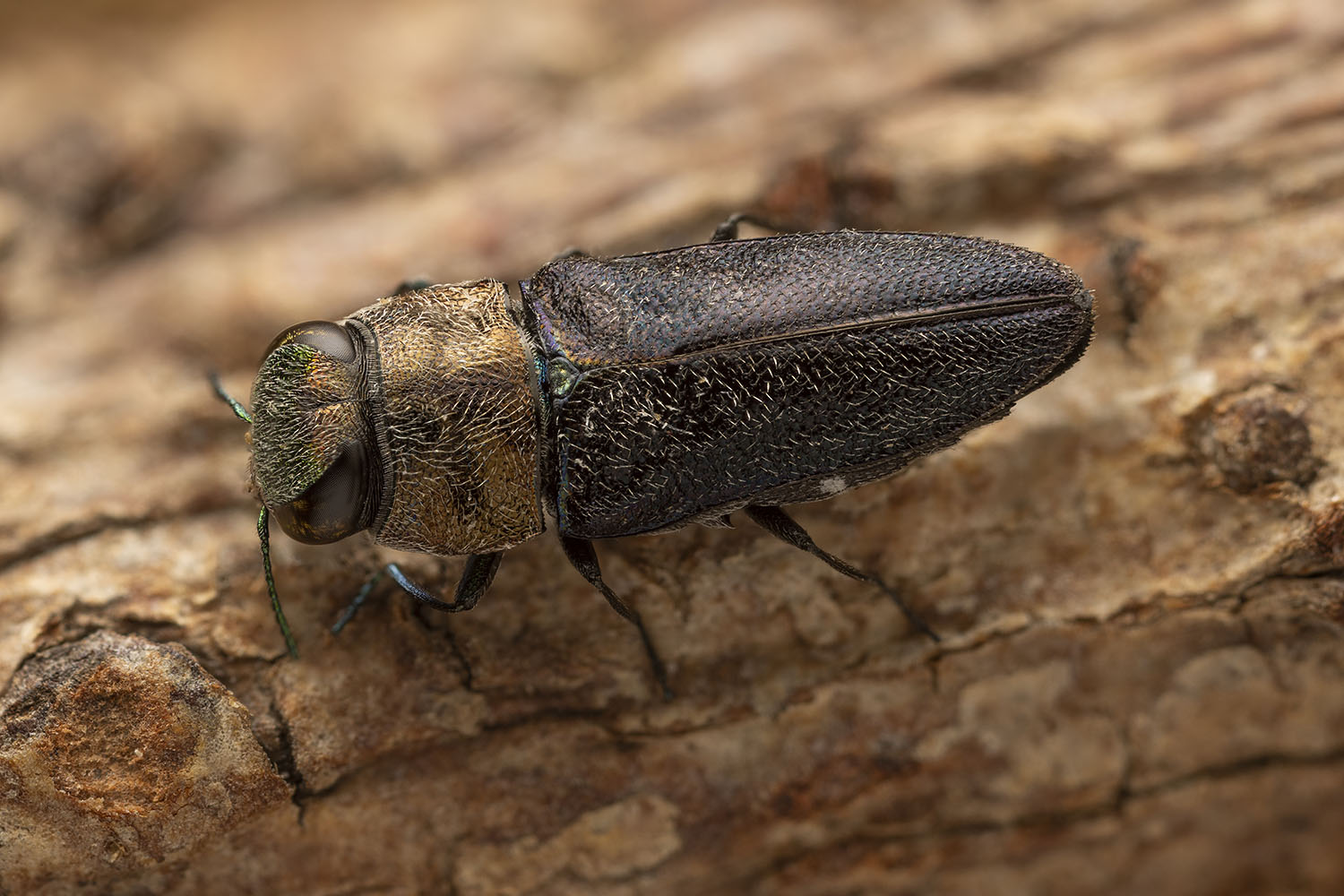 Anthaxia depresicollis 