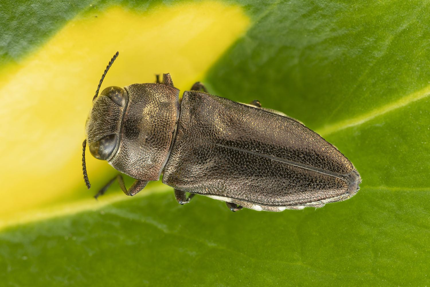 Anthaxia nasheri 