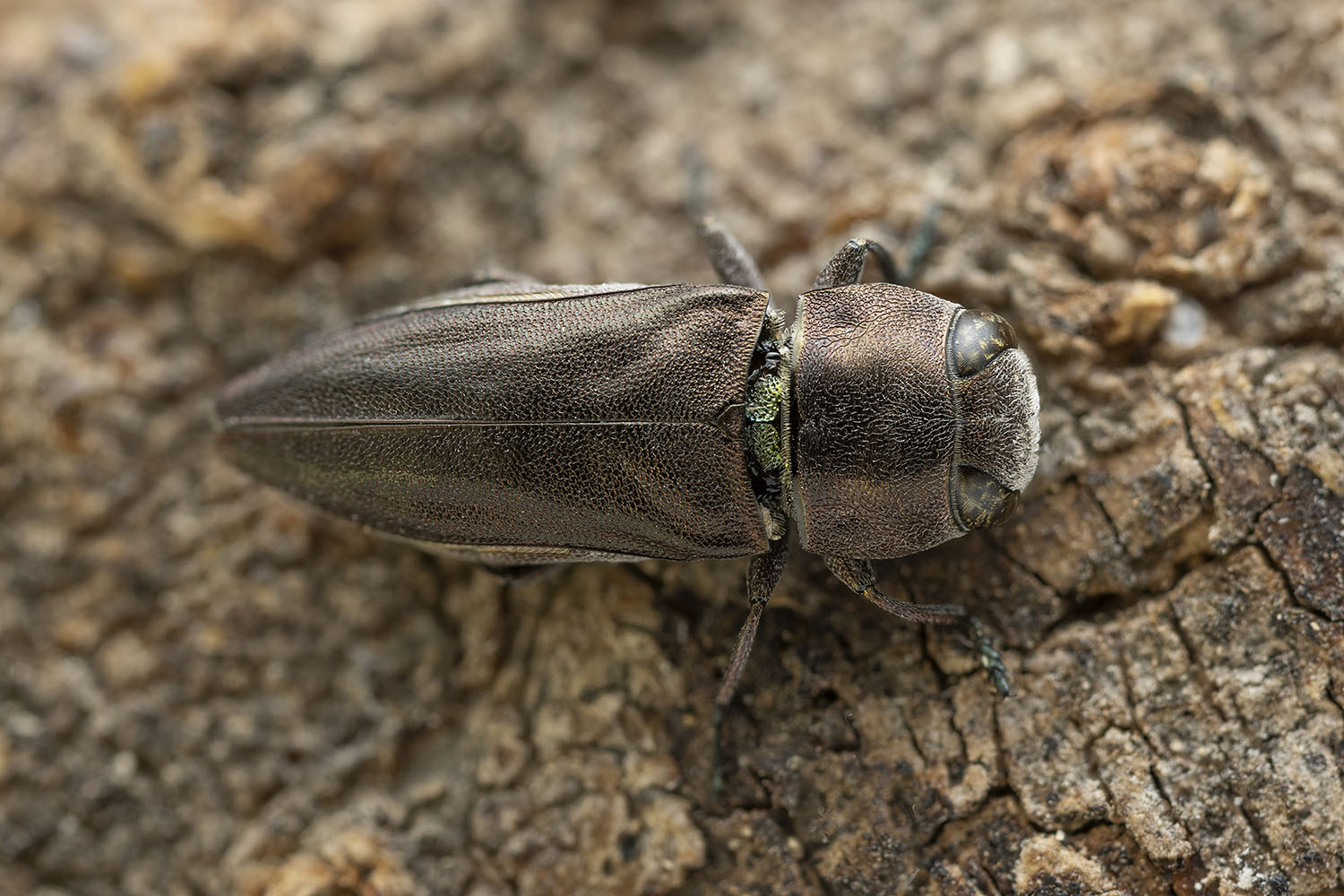 Anthaxia thunbergi 