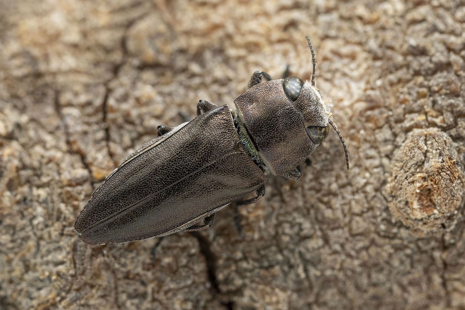 Anthaxia thunbergi 