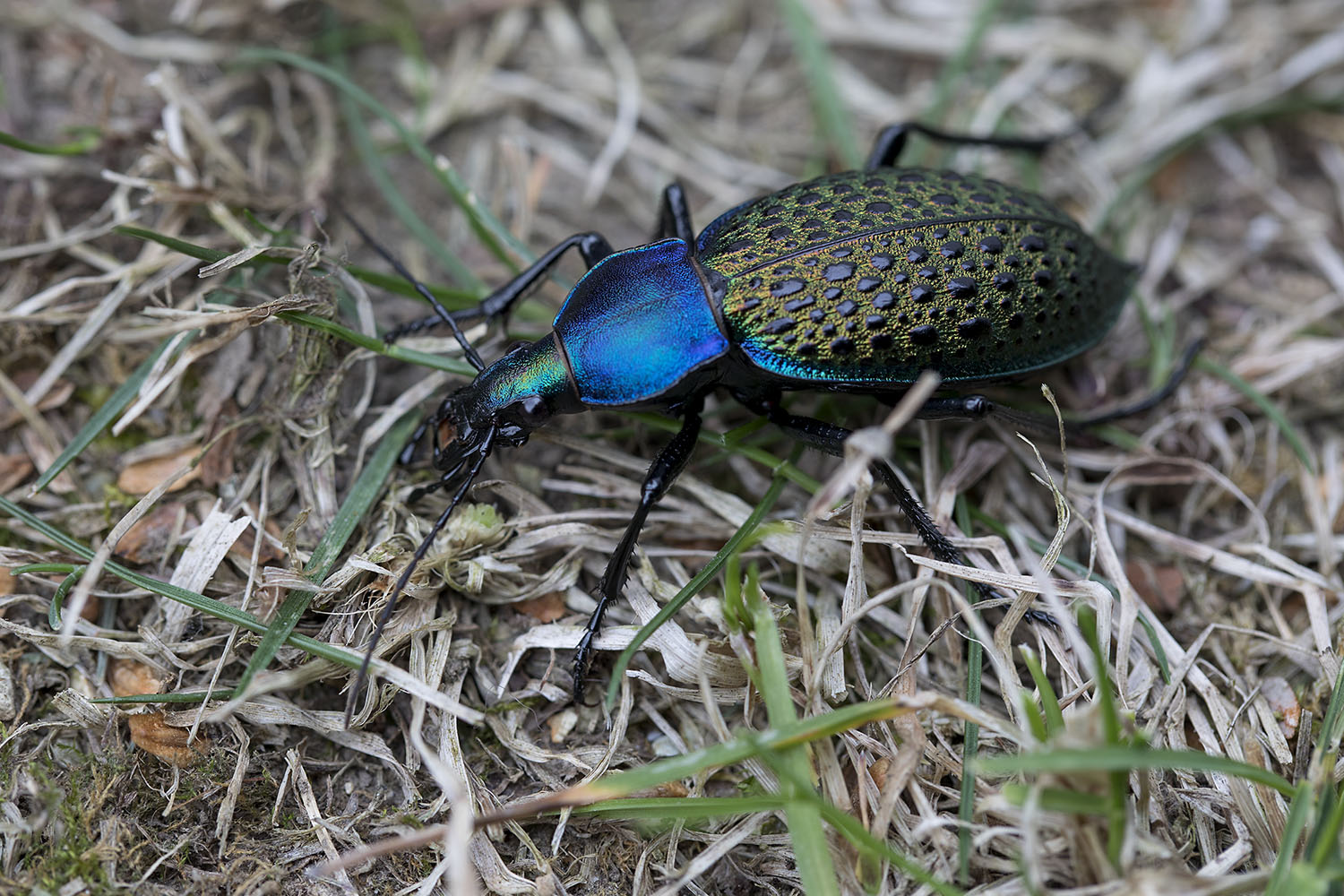 Carabus elysii xiaoganicus