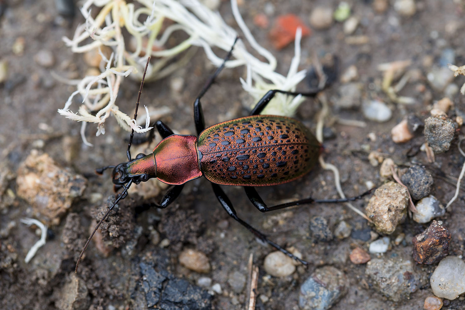 Carabus smaragdinus 