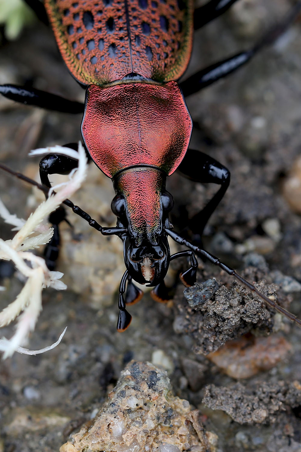 Carabus smaragdinus 