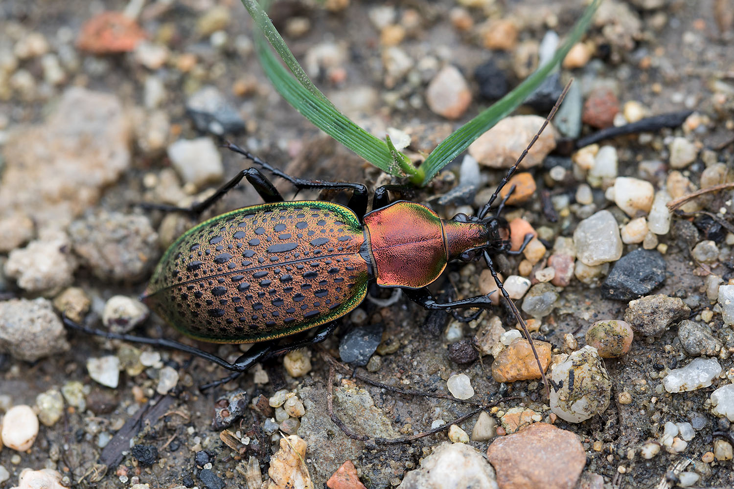 Carabus smaragdinus 