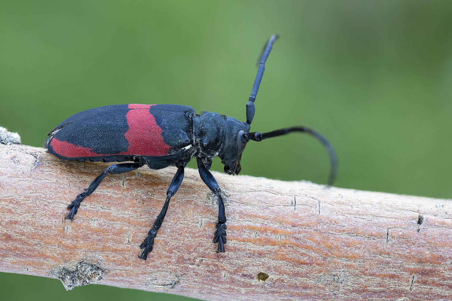 Ceroplesis elegans 