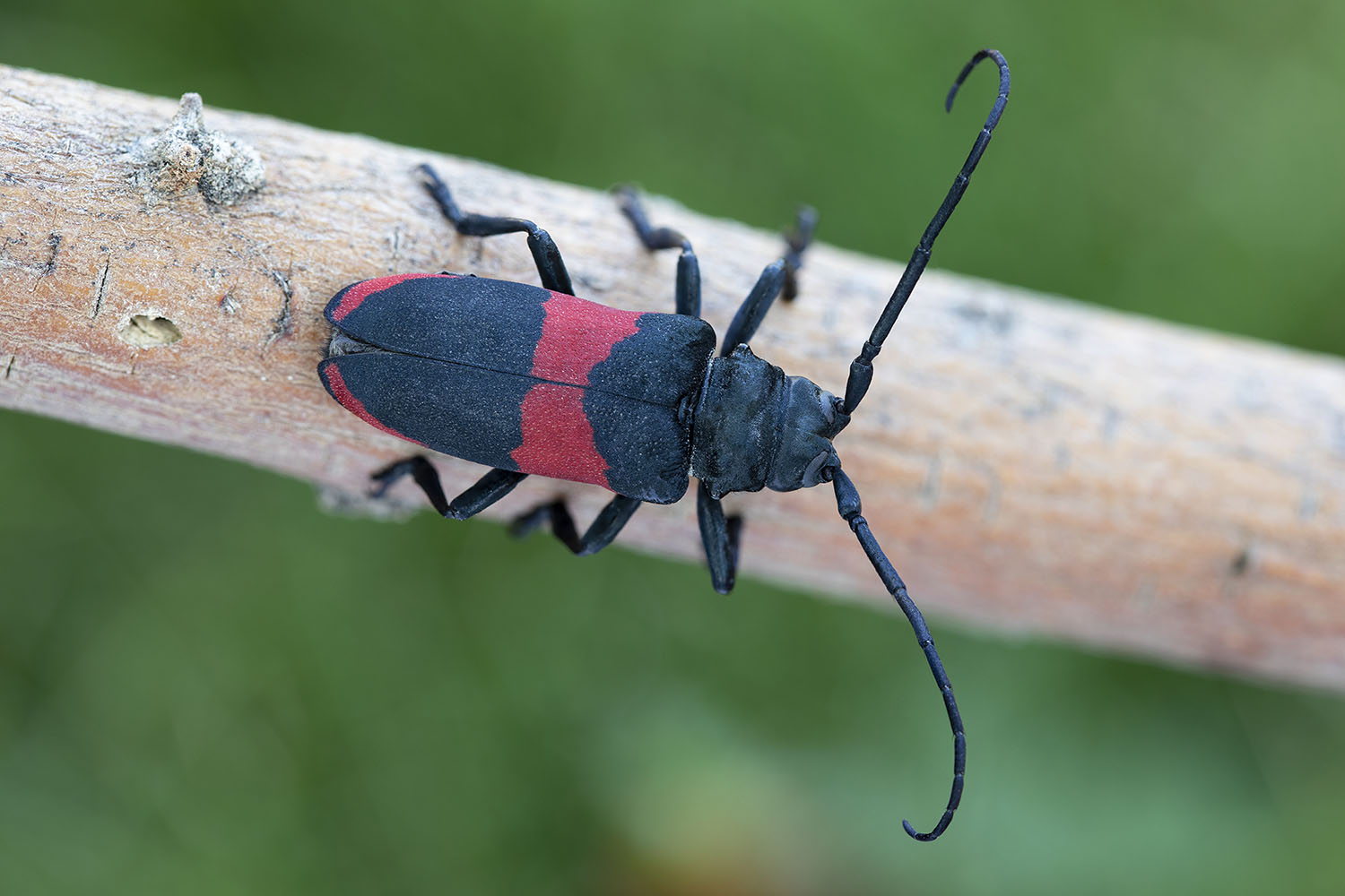 Ceroplesis elegans 