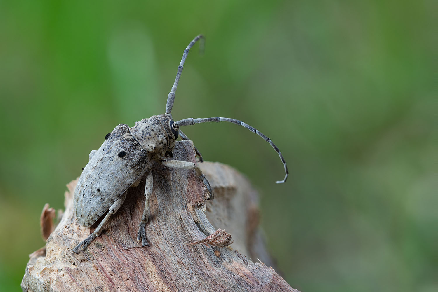 Crossotus arabicus 